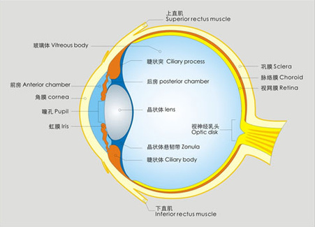 告訴你個“小秘密”：為什么眼睛不怕冷？